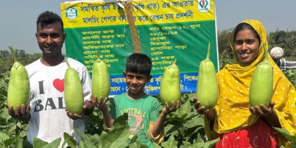 নওগাঁয় এক কেজি ওজনের বেগুন চাষে সফলতা
